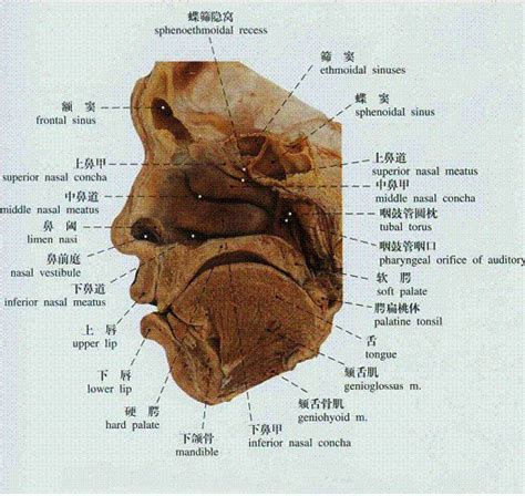 鼻腔生理结构-生理结构图,_医学图库