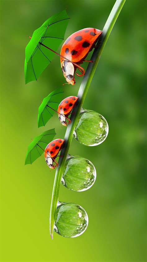 Ladybug love, ladybug, love, HD wallpaper | Peakpx