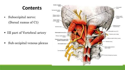 suboccipital triangle - - Yahoo Image Search Results Vertebral Artery ...