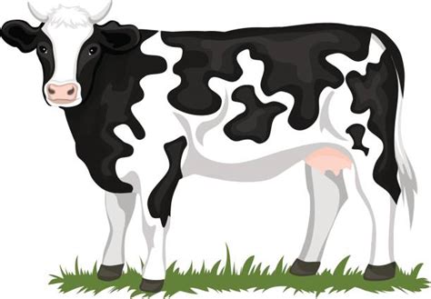 Best Holstein Cattle Illustrations, Royalty-Free Vector Graphics & Clip ...