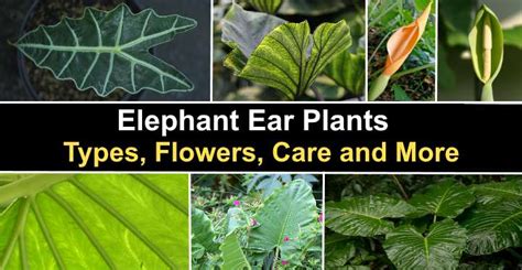 Elephant Ear Plant Varieties