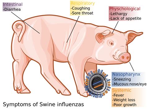 Swine flu or H1N1 flu virus: Symptoms and Prevention