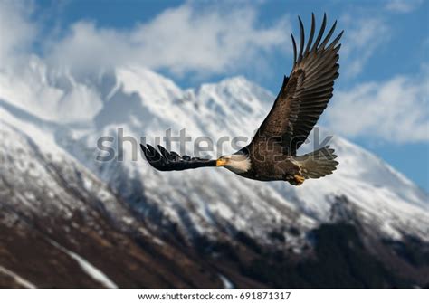 Bald Eagle Alaska: Over 9,109 Royalty-Free Licensable Stock Photos ...