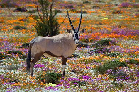 We love the vibrant colours of the daisies and the contrast of the Oryx ...