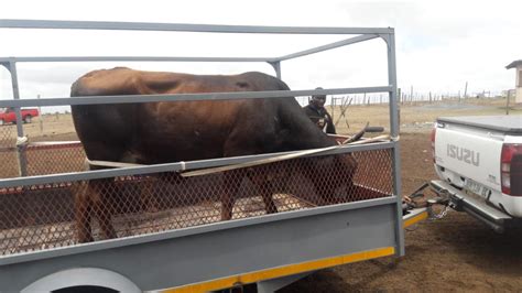 2021 Custom Cattle & Livestock Trailer Trailers Trucks for sale in Gauteng on Truck & Trailer