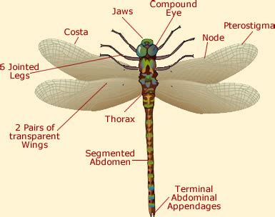 Dragonflies - The Dragonfly (Odonata anisoptera)