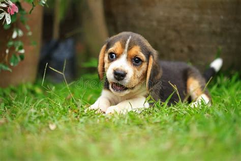 Purebred Beagle Puppy is Learning the World Stock Photo - Image of black, muzzle: 85002230