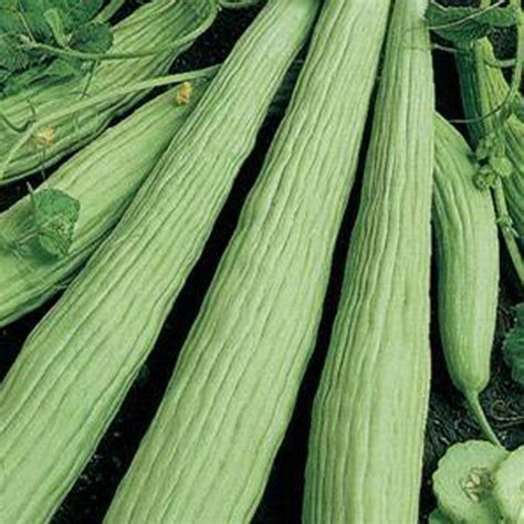 Armenian Cucumber Seeds 1 OZ ~504 Seeds - Non-GMO, Heirloom, Open Pollinated Vegetable Gardening ...