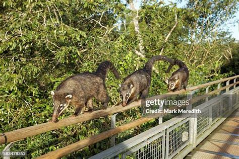 184 Iguazu Falls Wildlife Stock Photos, High-Res Pictures, and Images - Getty Images