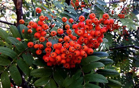 Rowan: Foraging for culinary and medicinal use - BritishLocalFood