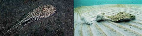 Mimic Octopus Flatfish