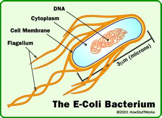 Eubacteria Examples - Classification