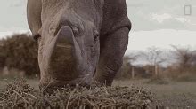 Eating Grasses Meet The Heroes Who Protect The Last Northern White Rhinos In The World GIF ...