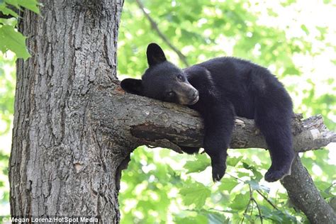 Can't find the sweet spot: Cute bear cub wriggles around on tree branch in attempt to find the ...