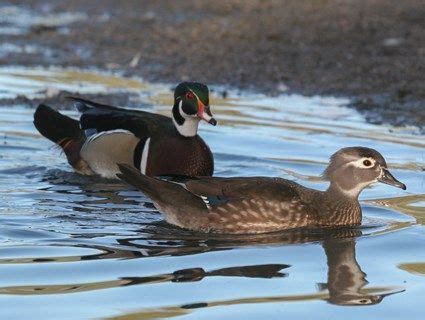 © Christopher L. Wood, Colorado, June 2012 | Wood ducks, Duck species, Duck