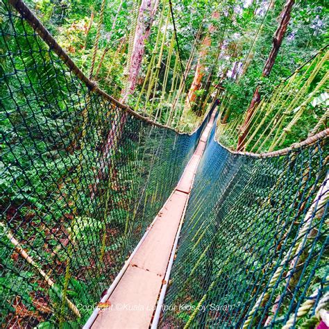 The Canopy Walkway of Taman Negara with children! | Taman negara, Walkway, Green travel