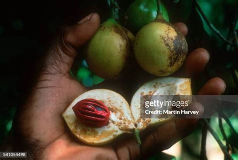 423 Nutmeg Tree Stock Photos, High-Res Pictures, and Images - Getty Images