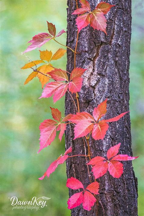 Pink Leaves in Fall | Leaf photography, Leaves, Pink leaves