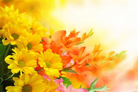 🔥 Free download Yellow and Orange Flowers 4k Ultra HD Wallpaper ...