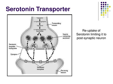 PPT - DNA and Behavior PowerPoint Presentation, free download - ID:4054323