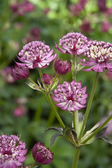 Abbey Road Masterwort, Astrantia major 'Abbey Road' PP #14,961