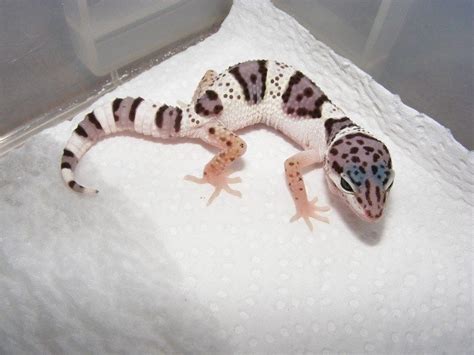 Pin by ¤¯ \ _ (ツ) _ / ¯¤ on Leopard geckos | Mack snow leopard gecko ...