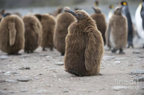 King Penguin Chicks Photograph by Dr P. Marazzi - Fine Art America