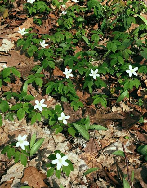 Forest Floor Plants | Trailside Museums and Zoo