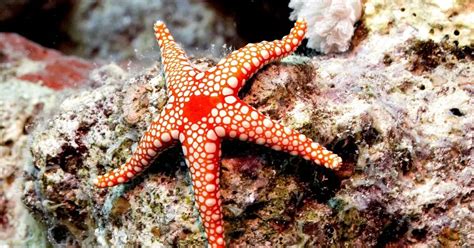 Are Starfish Reef Safe? [5 Examples of Reef safe starfish]