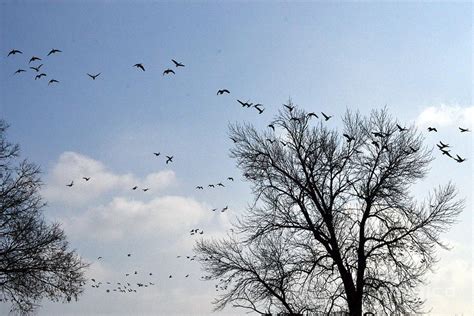 Swarm of Birds Photo Photograph by Dyana R | Fine Art America