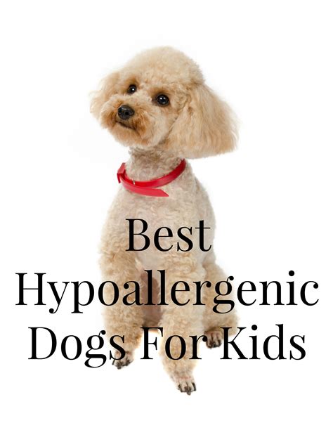 Best Hypoallergenic Dogs For Kids- DogVills