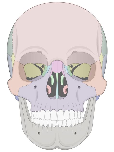 Human Skull Anatomy Anterior View (Illustrations) – Human Bio Media