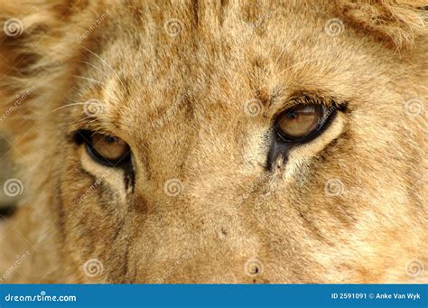 Closeup Lion eyes stock image. Image of eyes, feline, female - 2591091