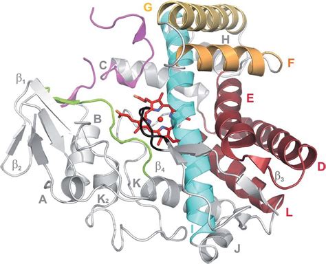 Typical structure of a cytochrome P450, exemplified by OxyB tei... | Download Scientific Diagram