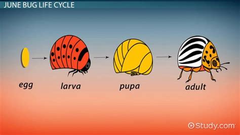 June Bug | Life Cycle, Facts & Characteristics - Lesson | Study.com