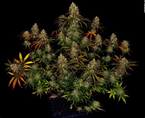 Tangerine Dream Grow Report – Barneys Farm