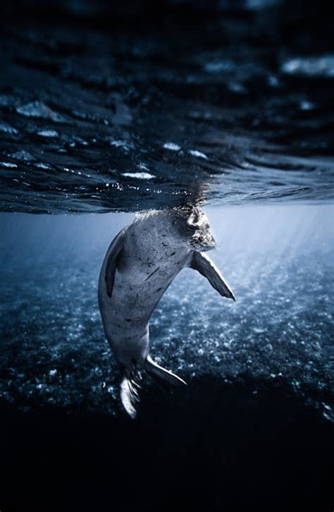 A Sea Lion Swimming · Free Stock Photo