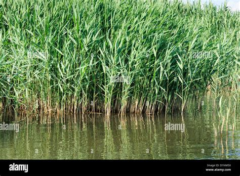 Phragmites australis, Common reed. Typical habitat of Little Bittern ...