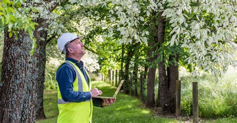 You may mean well with your tree pruning, but is it doing damage ...