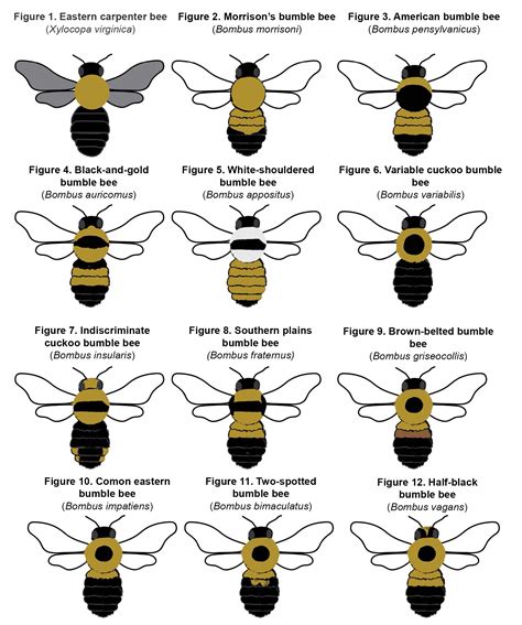 Honey Bee Species Identification Chart – NBKomputer