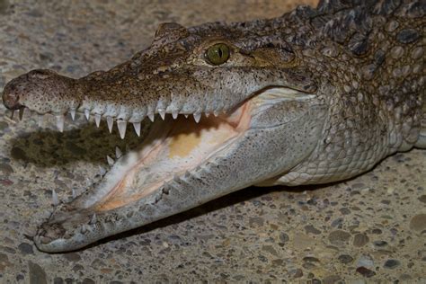 The Philippine crocodile (Crocodylus mindorensis) | The Phil… | Flickr