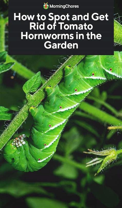 How to Spot and Get Rid of Tomato Hornworms in the Garden