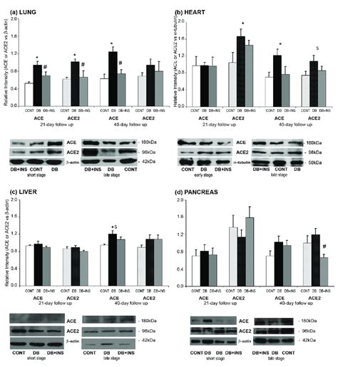 ACE and ACE2 protein expression in different tissues. Upper panel ...