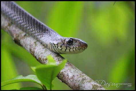 Garadiya Snake | Location : Ratnapura, Sri Lanka Camera : Ca… | Flickr