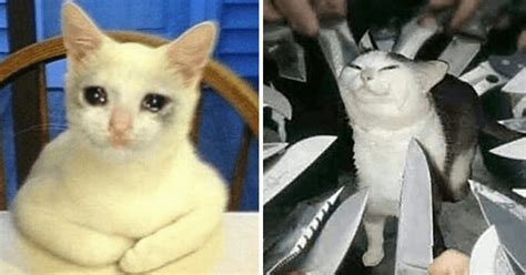 Memebase - cursed cats - All Your Memes In Our Base - Funny Memes ...