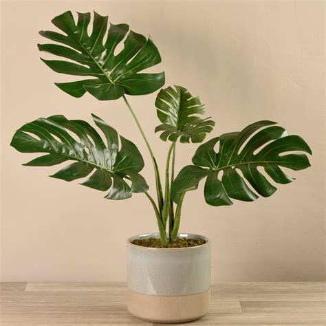 Potted Monstera Plant | Monstera plant, Plants, Fake plants decor