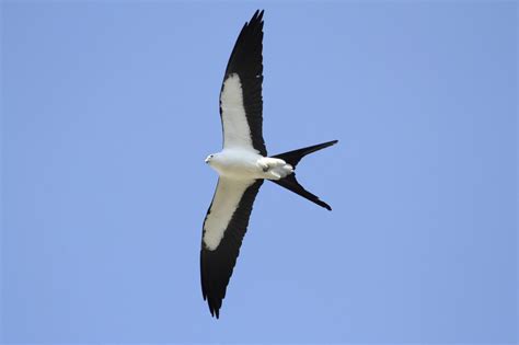 Swallow-Tailed Kite - Alabama Cooperative Extension System