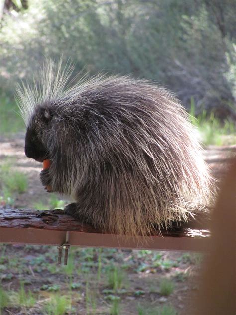 Fluffy Animals: Porcupines - Total Fluff