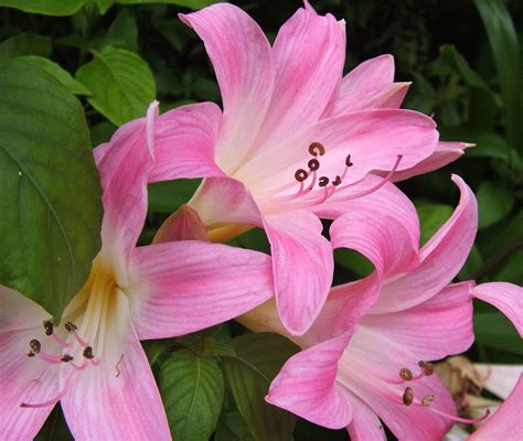 Rosy Pink Belladonna Lily - Amaryllis - Jersey Lily - 24/26cm Bulbs | eBay