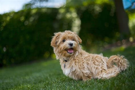 Lhasapoo (Lhasa Apso & Poodle Mix): Info, Pictures, Care & More | Hepper